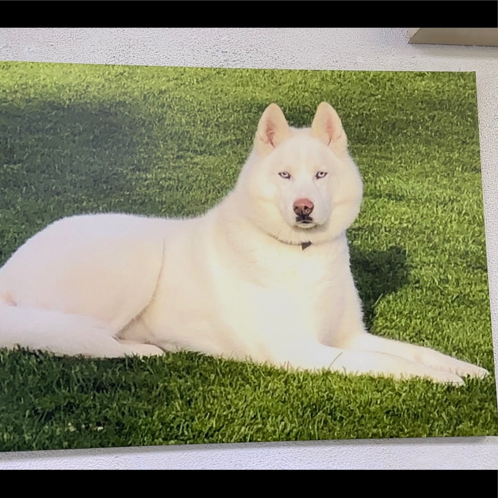 Meet your Posher, Lexie